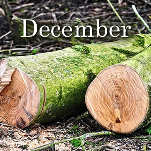 Things to do in the garden in December