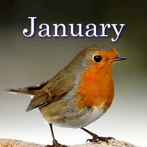 Things to do in the garden in January
